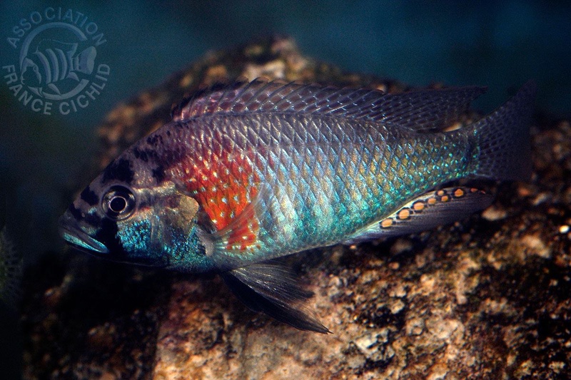 Astatotilapia burtoni 'Bujumbura'